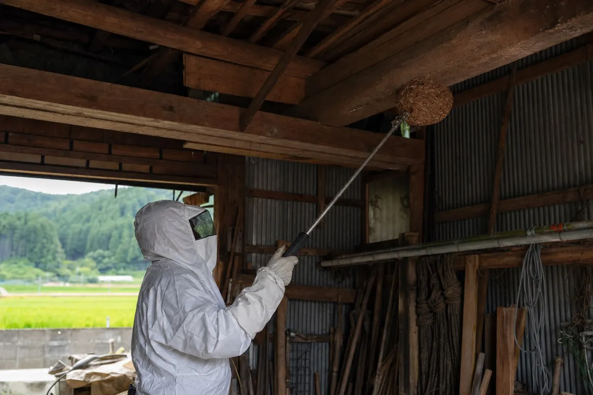 名古屋市昭和区松風町のオオスズメバチ駆除作業中