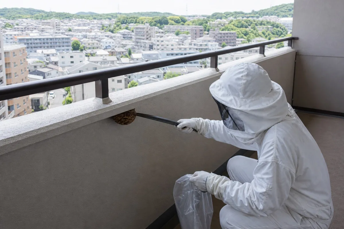 名古屋市天白区平針の分譲マンションでキイロスズメバチ駆除作業中