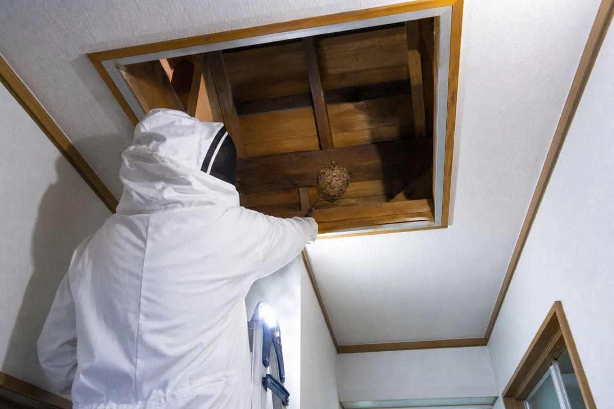 名古屋市天白区野並の一戸建て屋根裏でオオスズメバチ駆除作業中