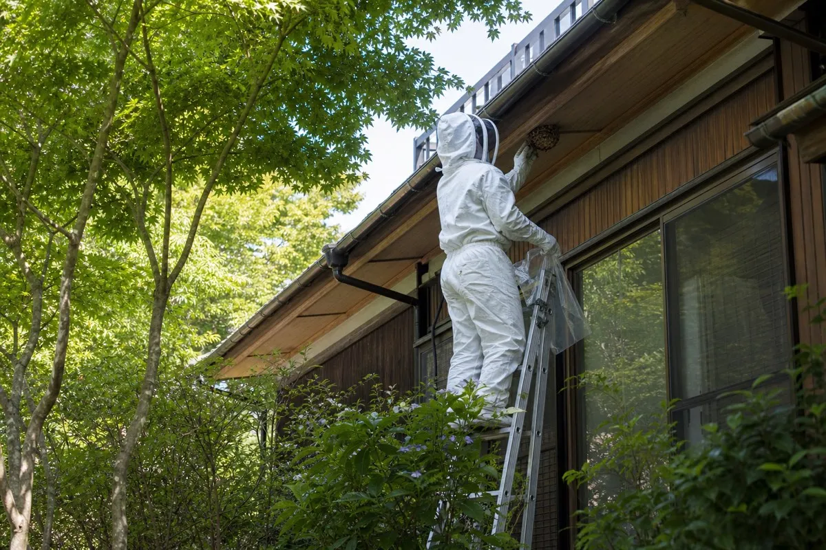 名古屋市天白区島田の丘陵住宅でキイロスズメバチ駆除作業中