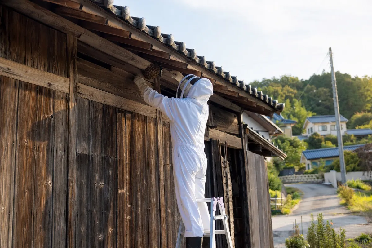 名古屋市天白区池場の田園農家でミツバチ駆除作業中