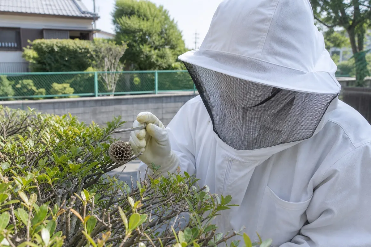 名古屋市天白区高坂町の小学校近隣住宅でアシナガバチ駆除作業中