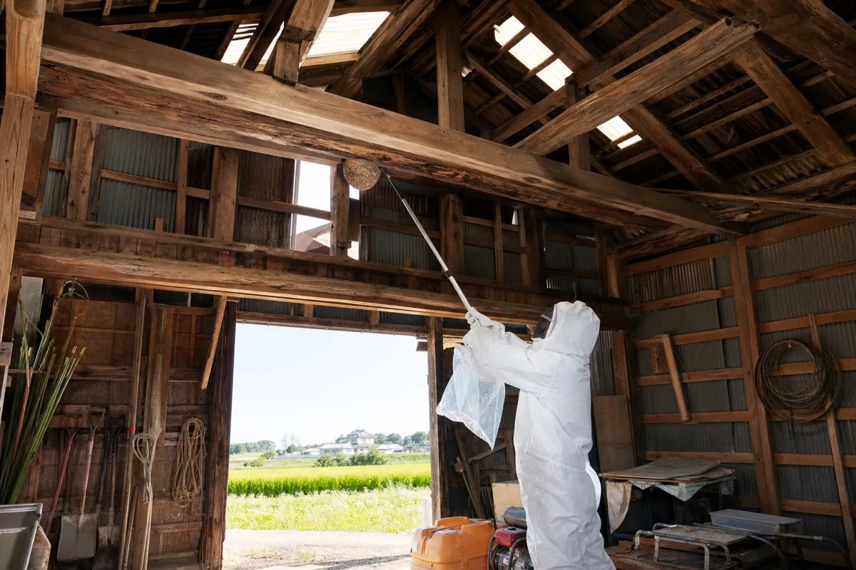 名古屋市天白区中砂町の農家納屋でオオスズメバチ駆除作業中