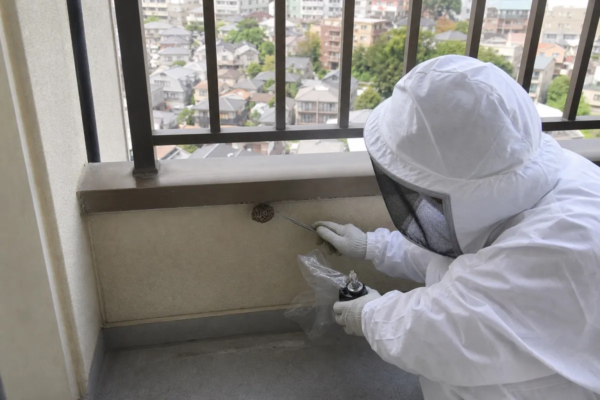 名古屋市天白区植田のアシナガバチ駆除作業中