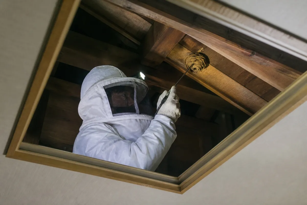 名古屋市天白区平針のキイロスズメバチ駆除作業中