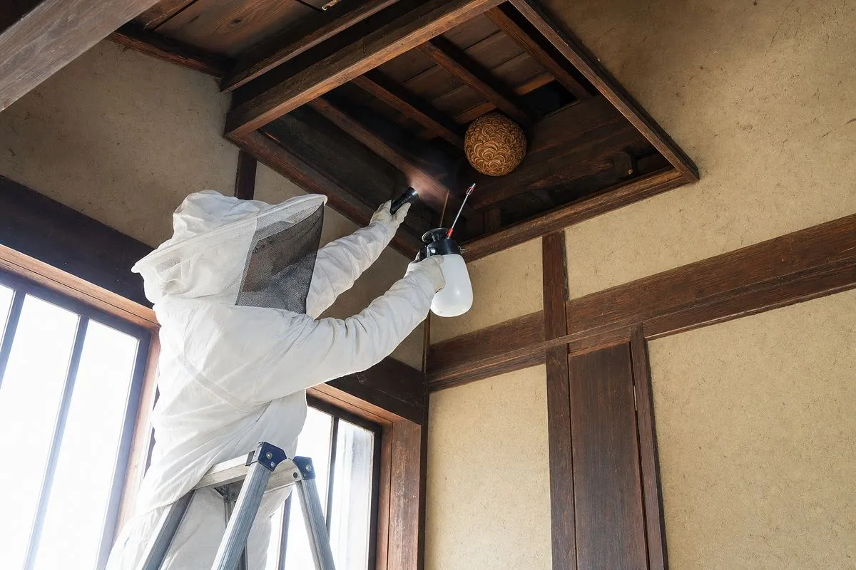 名古屋市瑞穂区桜山の古民家でオオスズメバチ大型巣駆除作業中