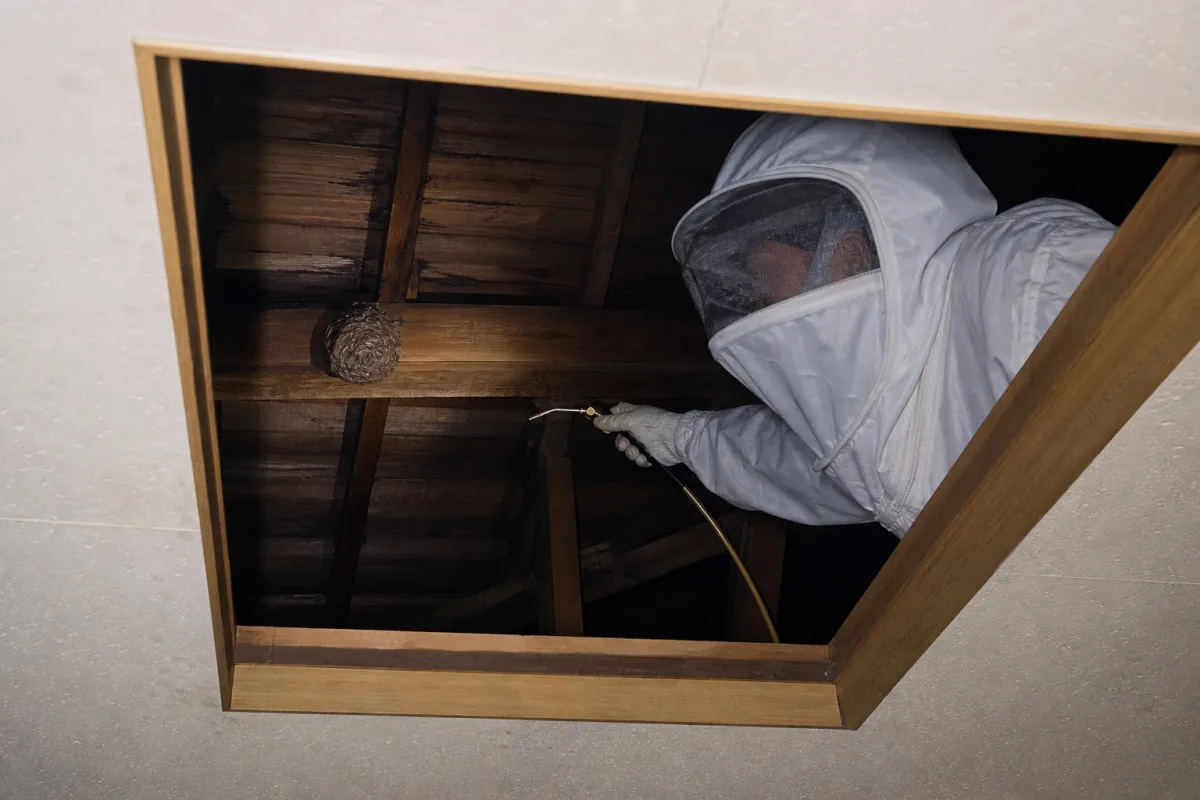 名古屋市港区当知のキイロスズメバチ駆除作業中