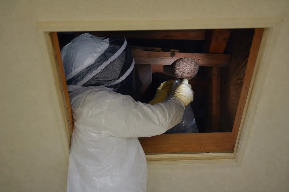 名古屋市守山区森孝のキイロスズメバチ駆除作業中