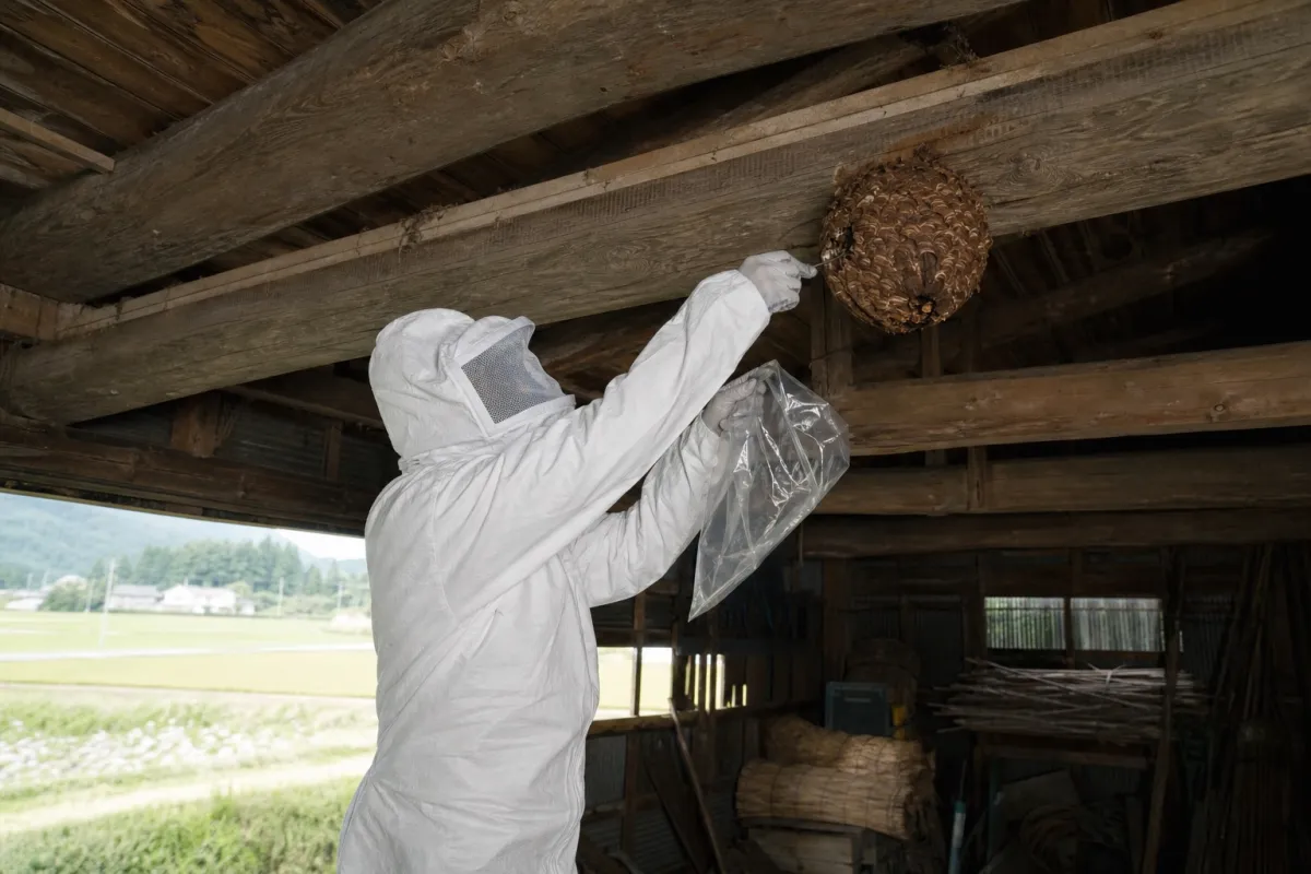 名古屋市中川区戸田のオオスズメバチ駆除作業中