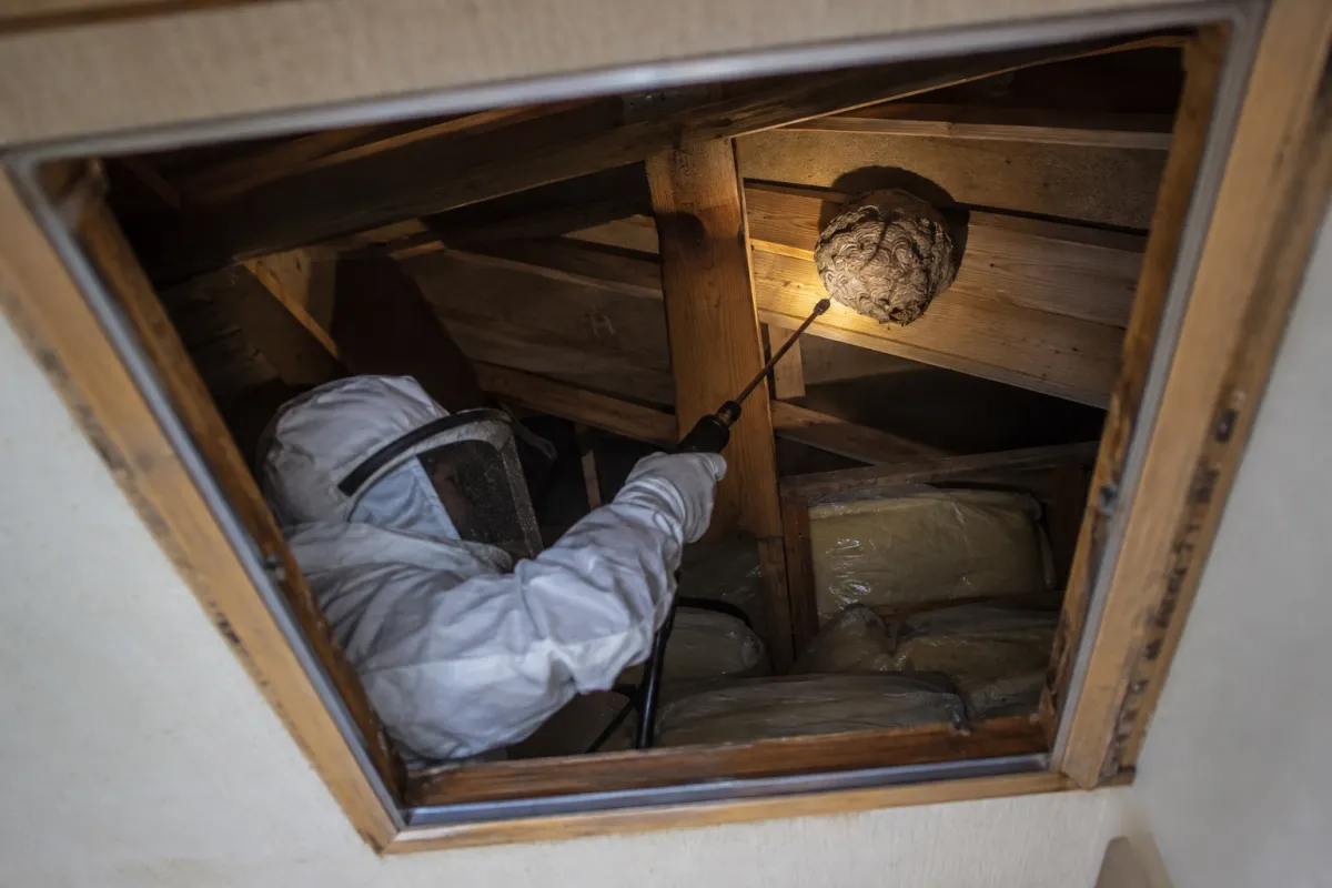 大府市半月町の木造一戸建てでキイロスズメバチ駆除作業中