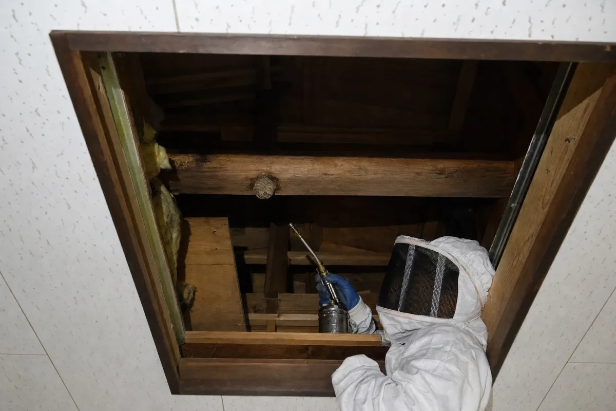 岡崎市矢作の蜂の巣駆除事例④｜キイロスズメバチ
