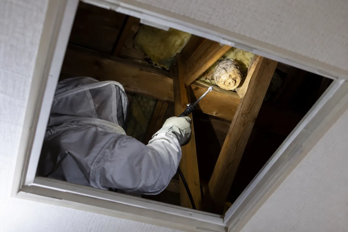岡崎市上地の木造一戸建てでキイロスズメバチ駆除作業中