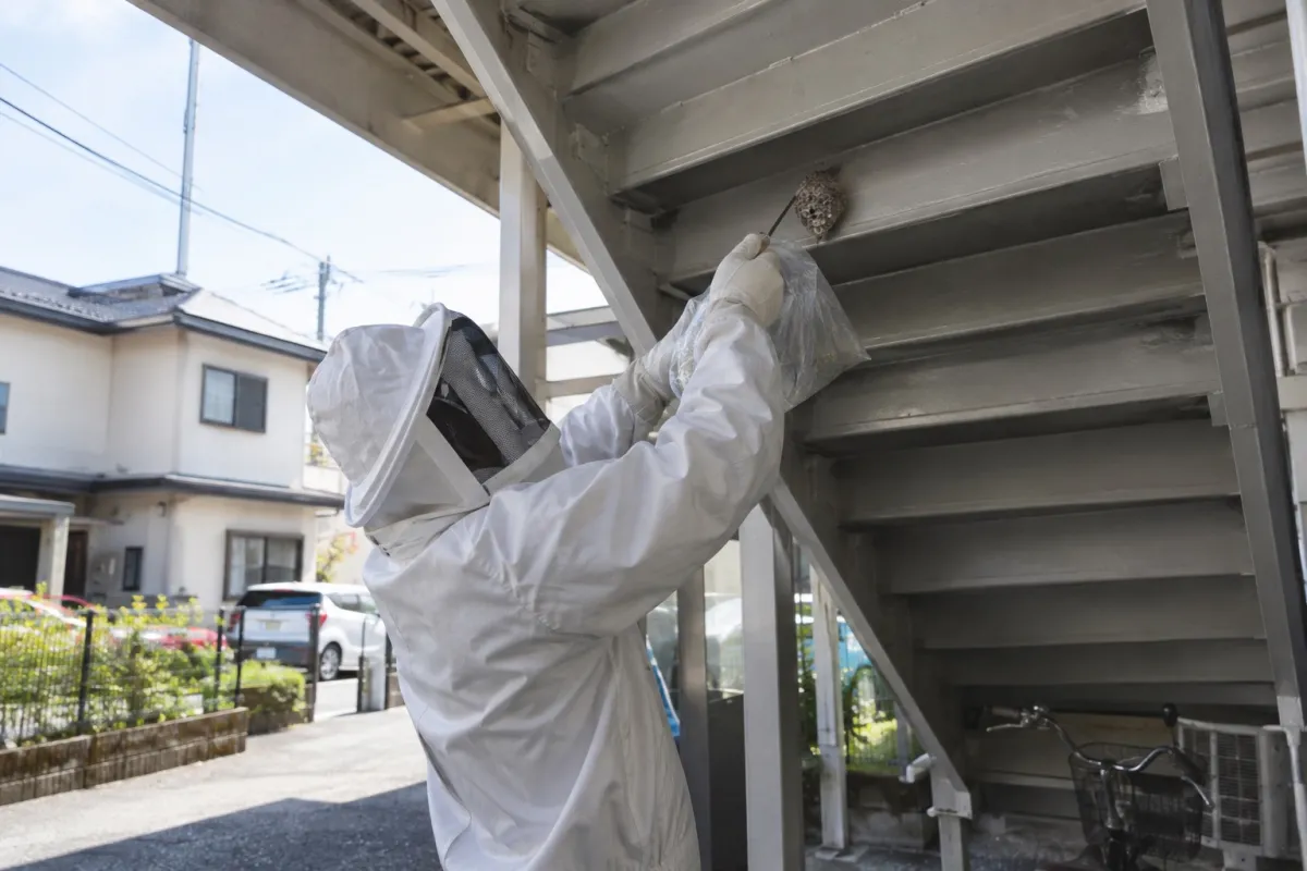 岡崎市戸崎町の賃貸アパートでアシナガバチ駆除作業中