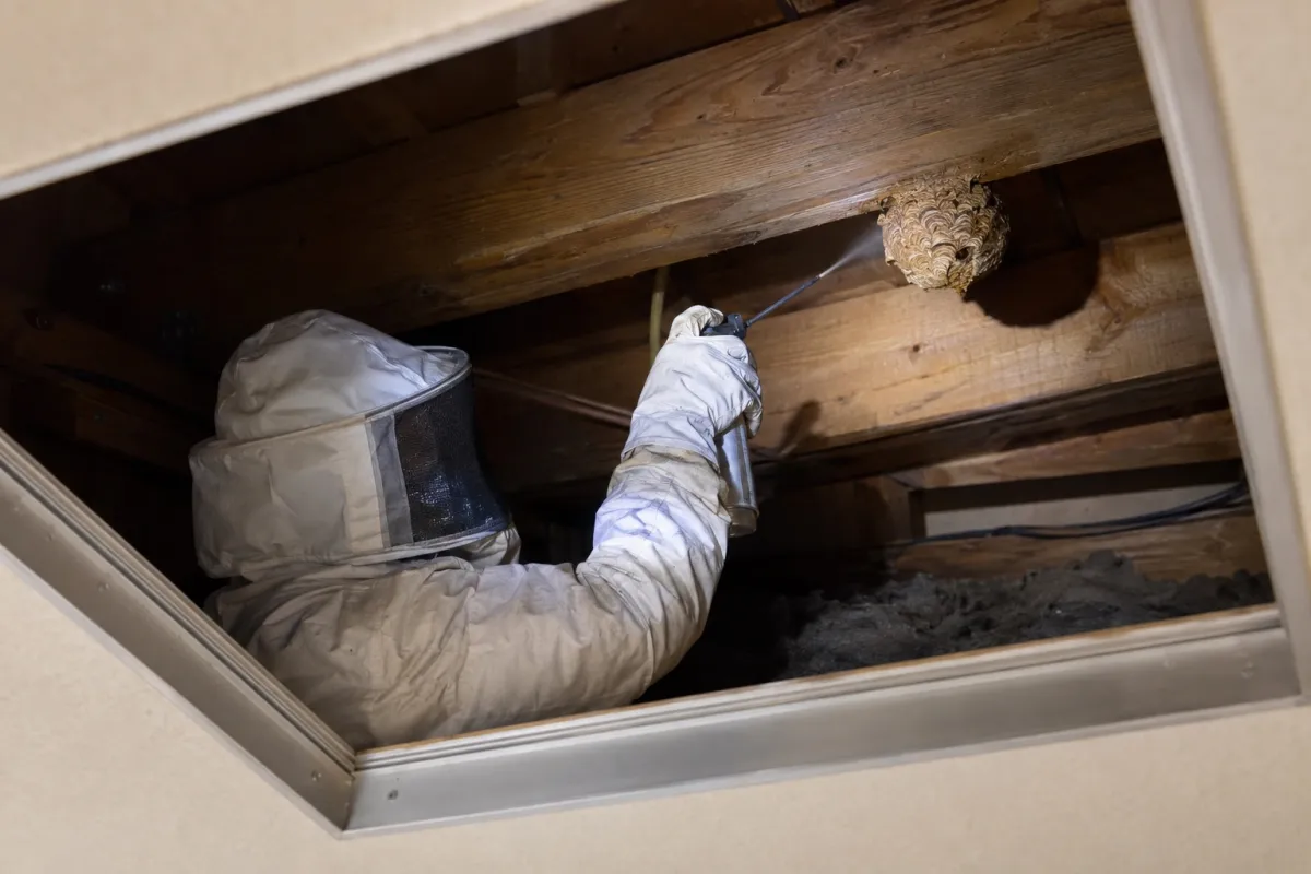 岡崎市天白町の木造一戸建てでキイロスズメバチ駆除作業中