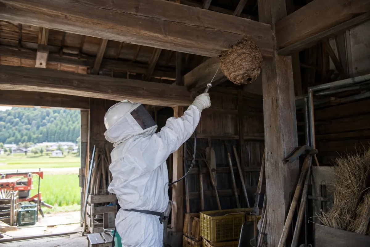 岡崎市藤川町の田園農家納屋でオオスズメバチ駆除作業中