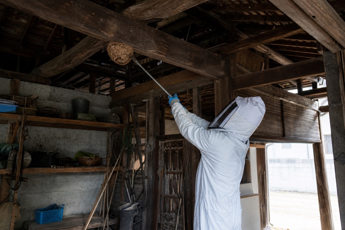 尾張旭市城山町の古民家でオオスズメバチ駆除作業中