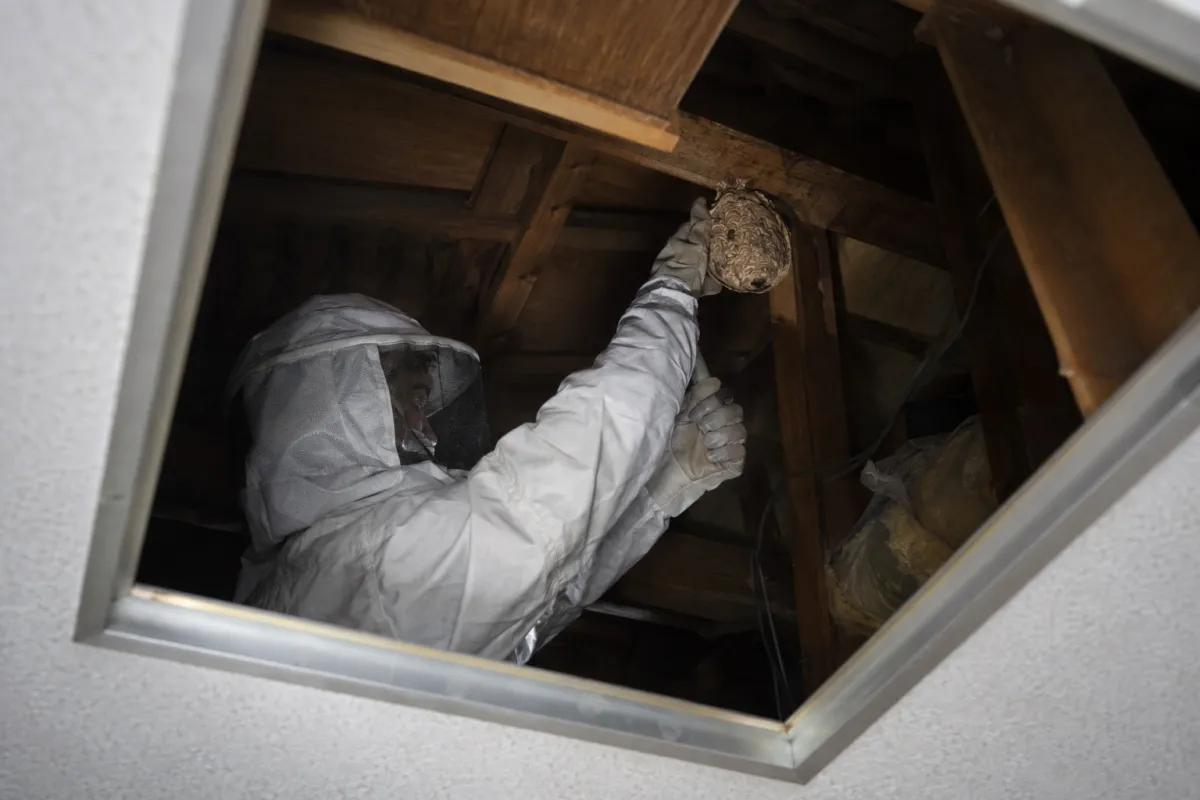 多治見市高田町の木造一戸建てでキイロスズメバチ駆除作業中