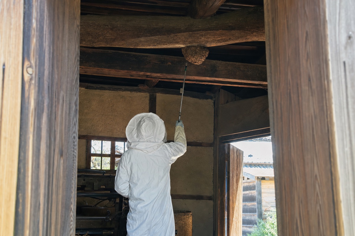 豊明市舘の古民家でオオスズメバチ駆除作業中