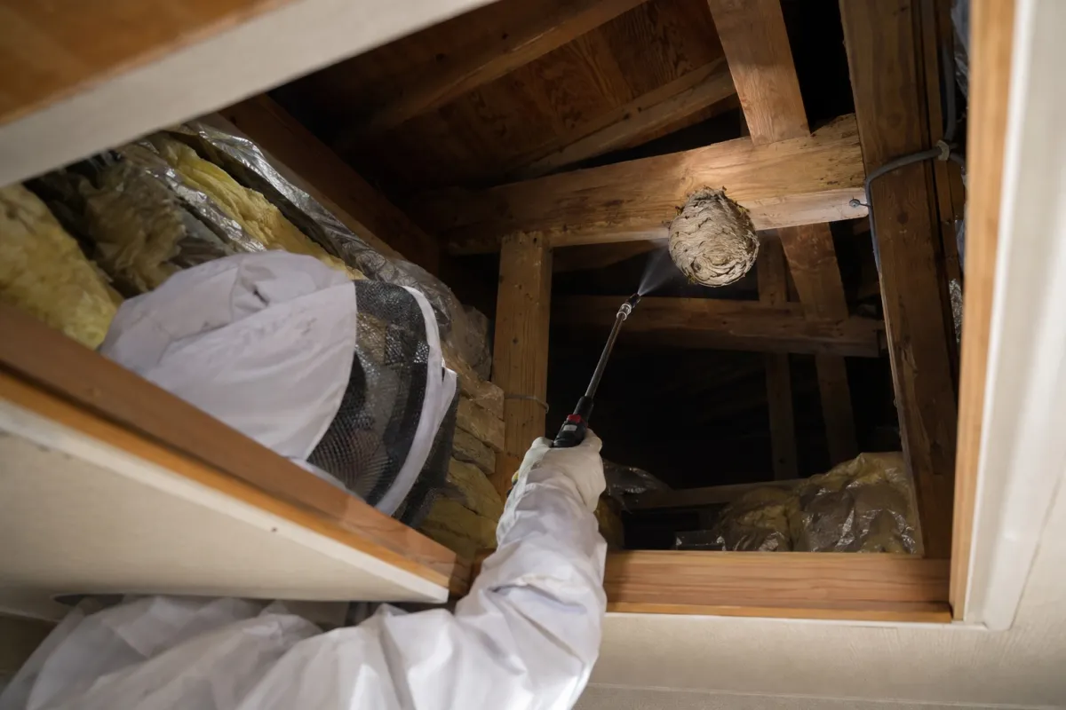 豊明市双峰の木造一戸建てでキイロスズメバチ駆除作業中