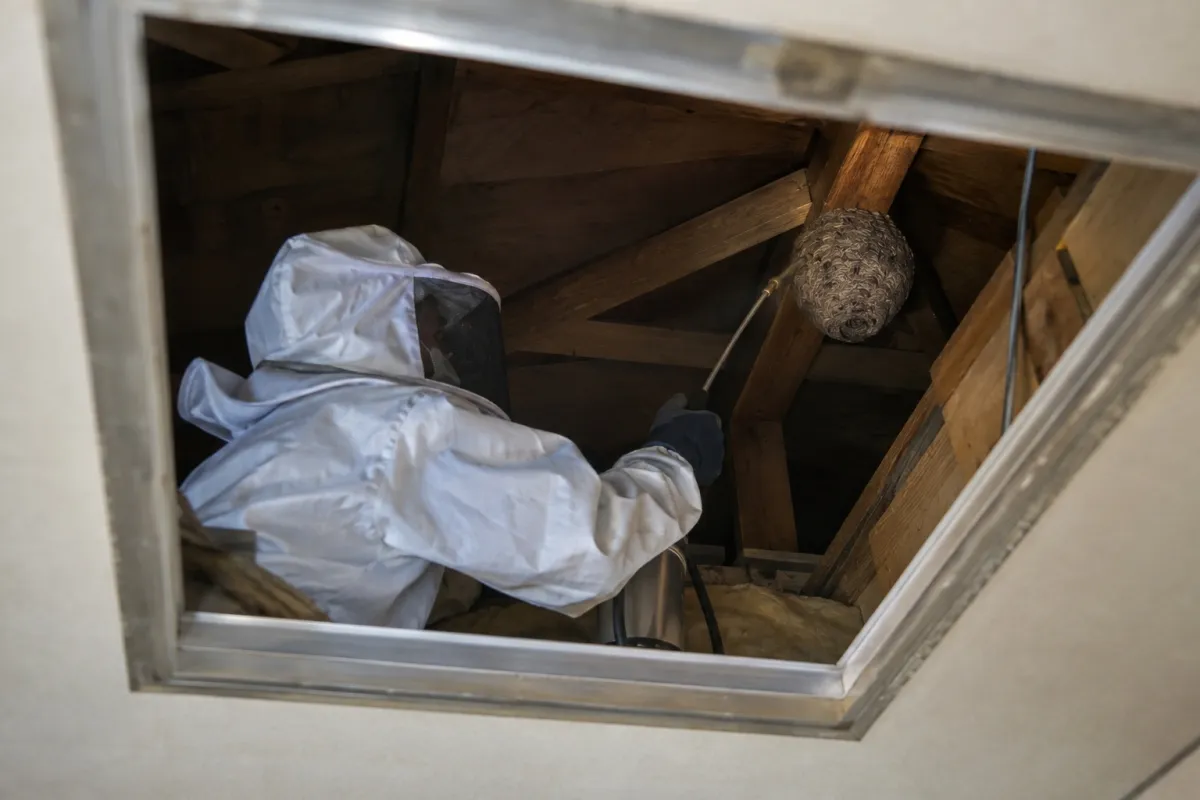 豊川市金屋町の木造一戸建てでキイロスズメバチ駆除作業中
