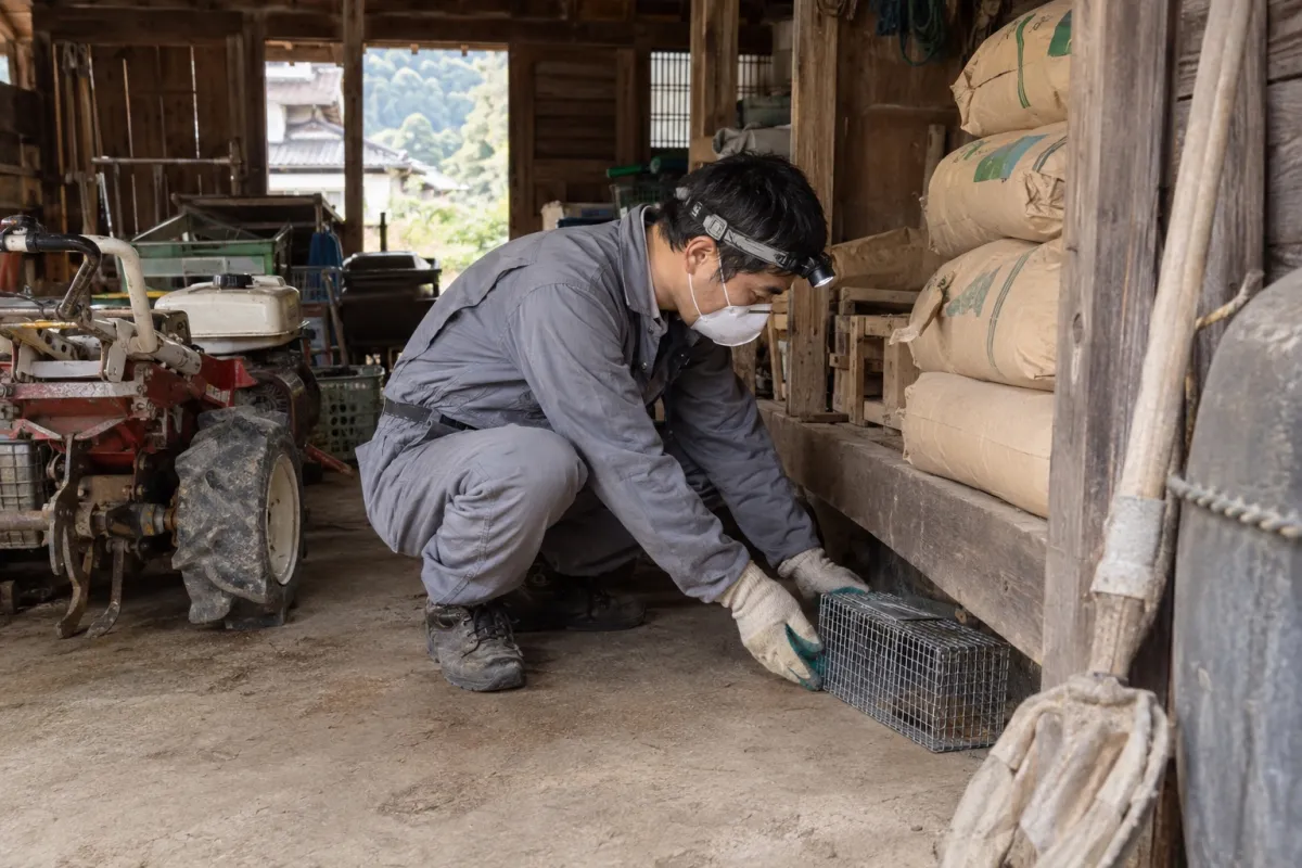 豊田市保見町のドブネズミ駆除作業
