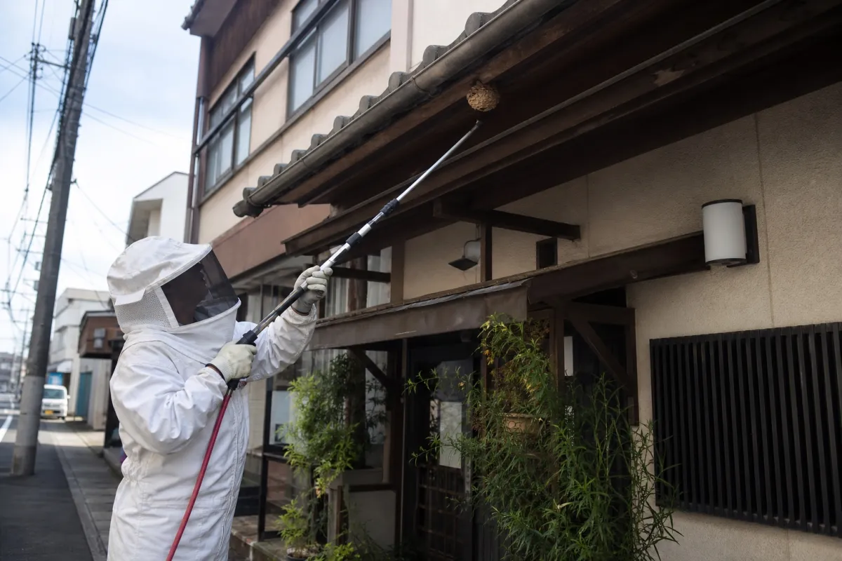 豊田市大林町・店舗併用住宅のキイロスズメバチ駆除事例