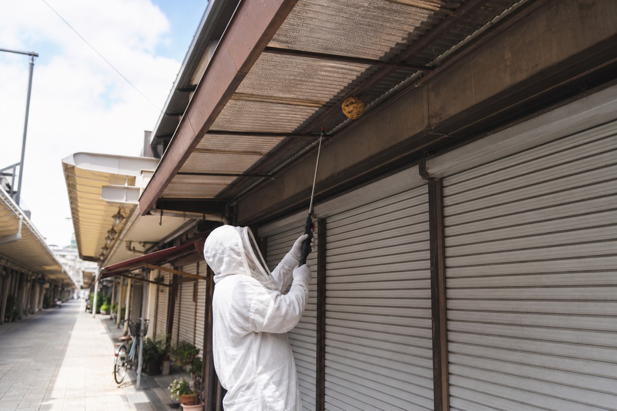 津島市天王通の商店街店舗軒先でキイロスズメバチ駆除作業中