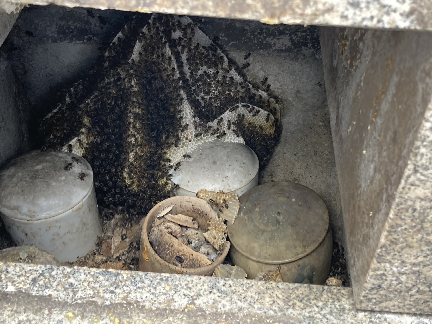 【事例②】本巣市曽井中島｜軒下の大型スズメバチを駆除