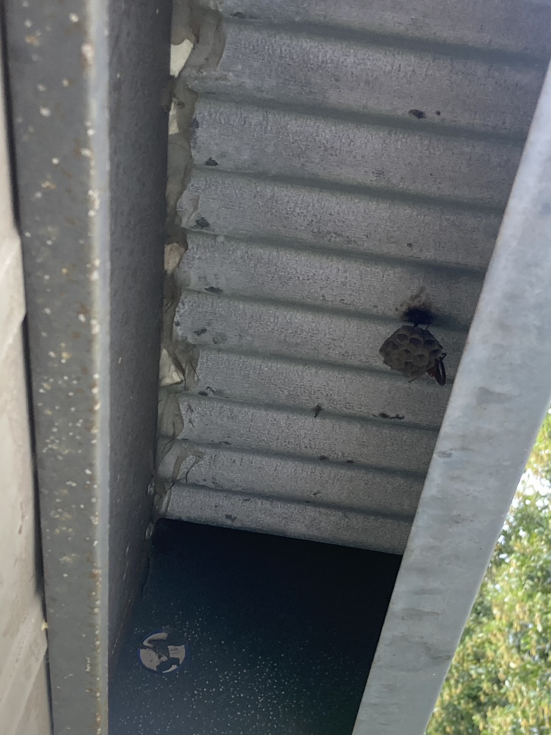 北方町柱本|住宅街の軒下スズメバチ駆除事例