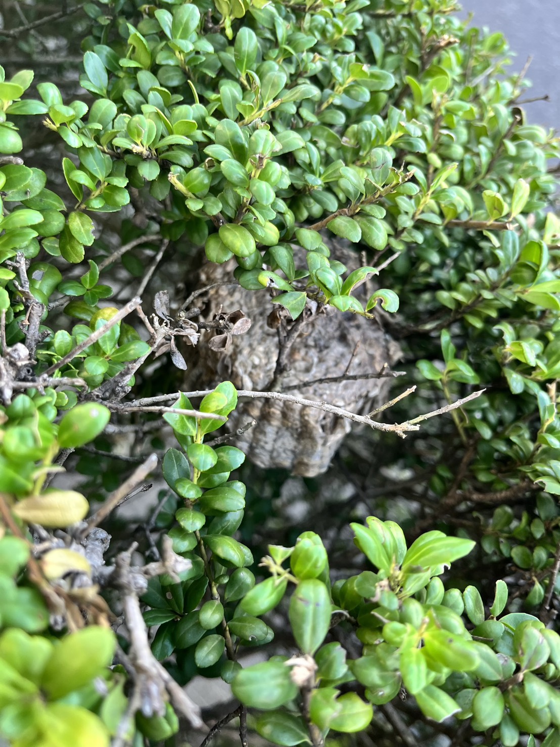 【事例①】愛西市佐屋町｜庭の植え込みに潜むスズメバチの巣駆除