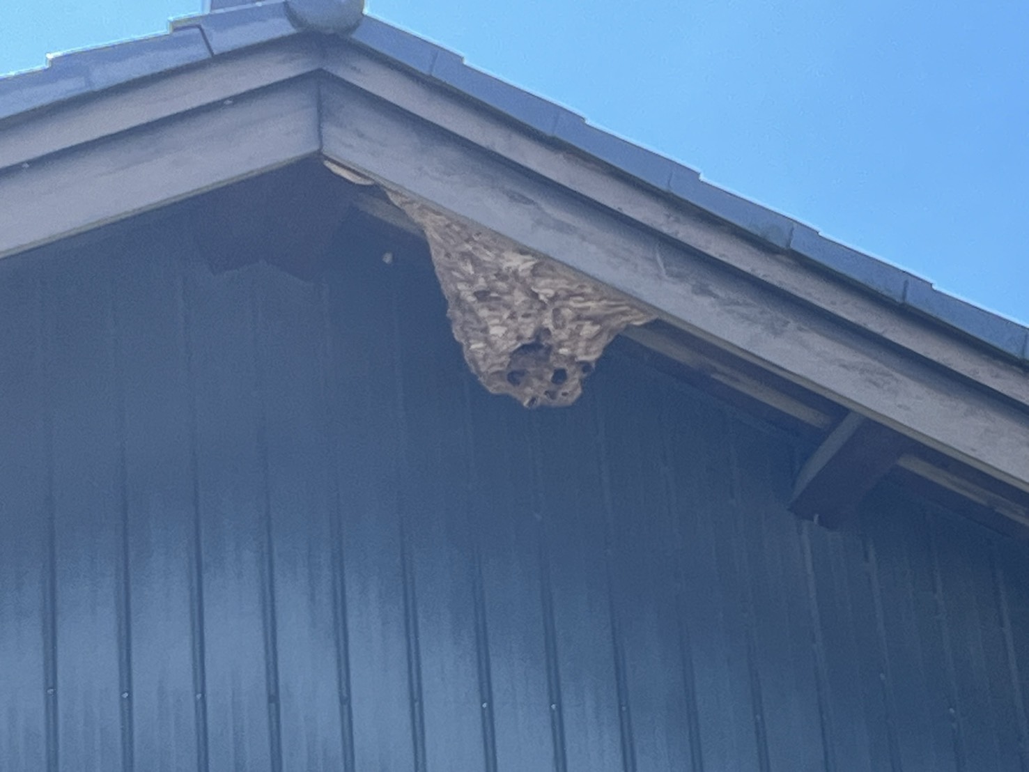 北方町高屋|庭木に隠れたアシナガバチ駆除事例