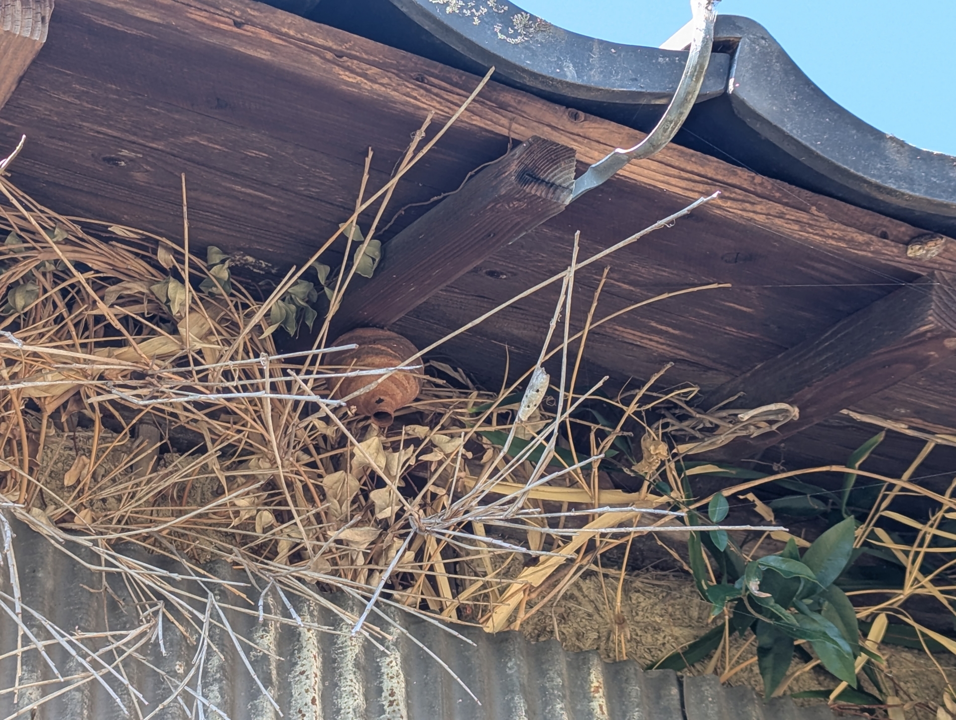 大口町での蜂の巣駆除作業の様子