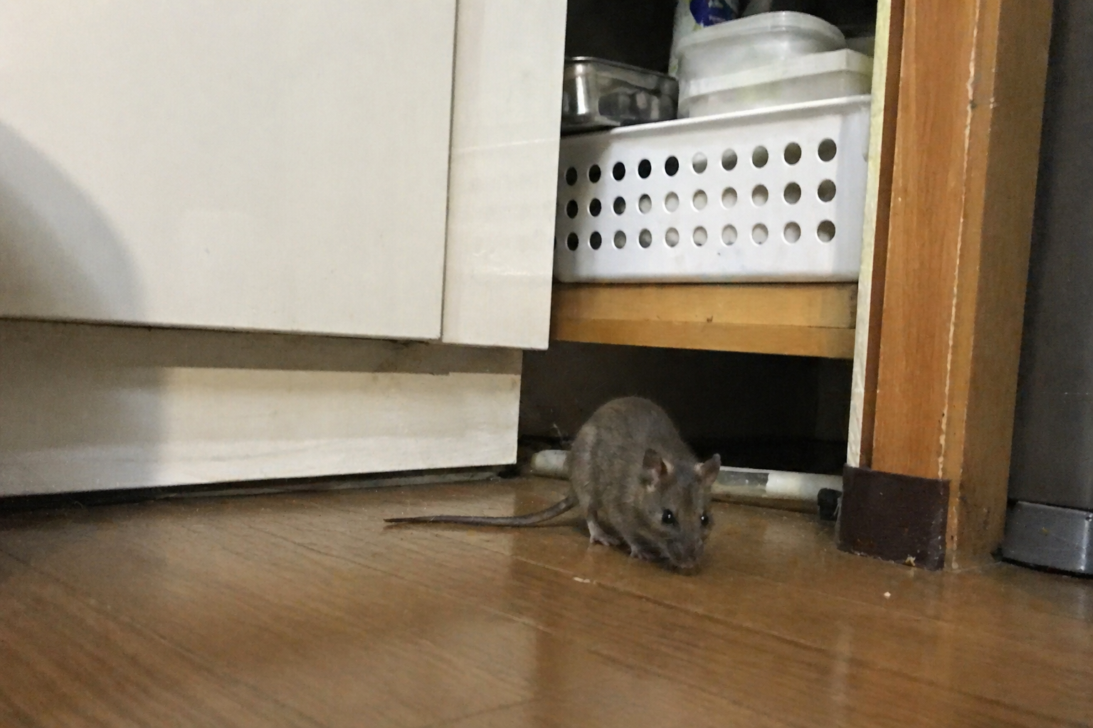 ネズミ駆除作業の様子