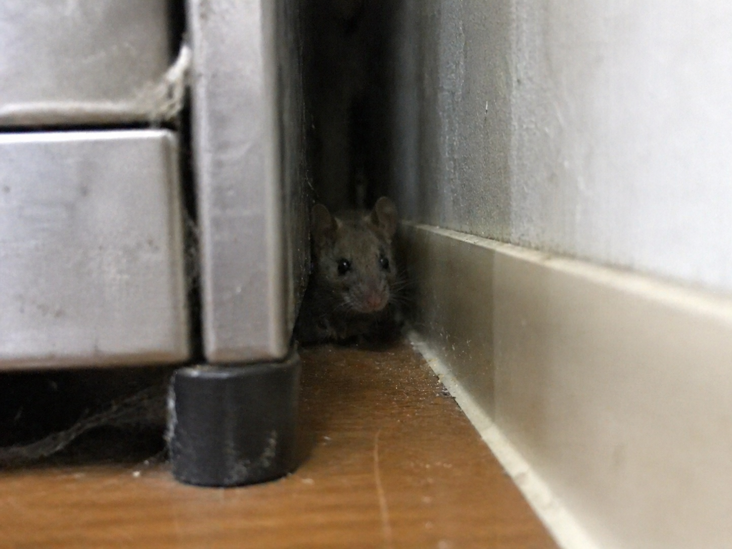 ネズミ駆除作業の様子