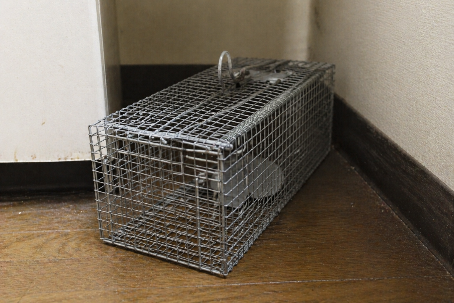 ネズミ駆除作業の様子