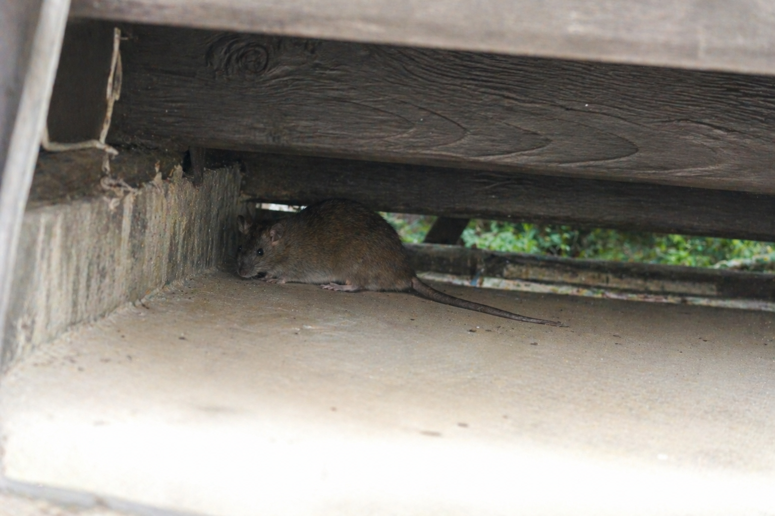 ネズミ駆除作業の様子