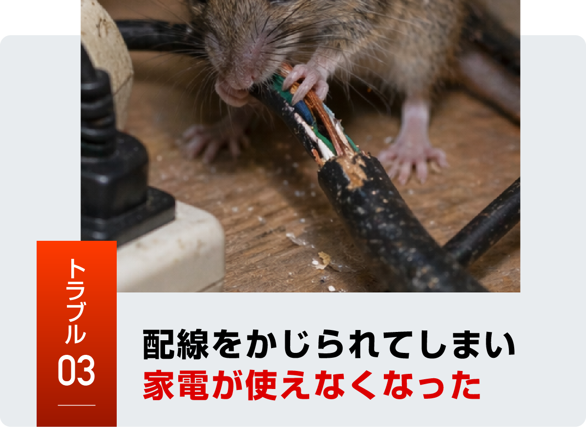 ネズミのトラブル事例3